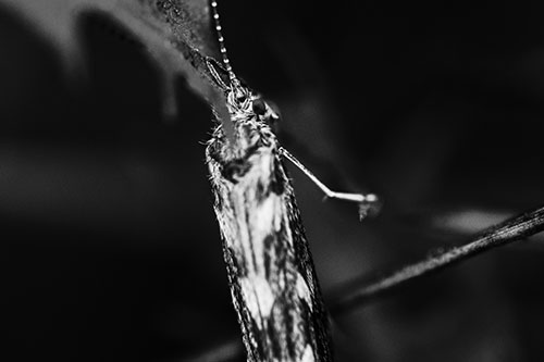 Leaf Blotch Miner Moth Grasping Petal (Gray Photo)