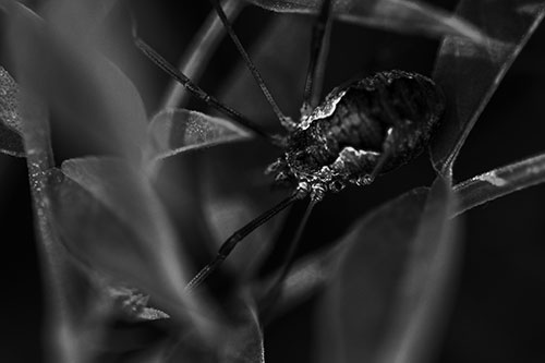 Leaf Perched Harvestmen Daddy Longlegs Spider (Gray Photo)
