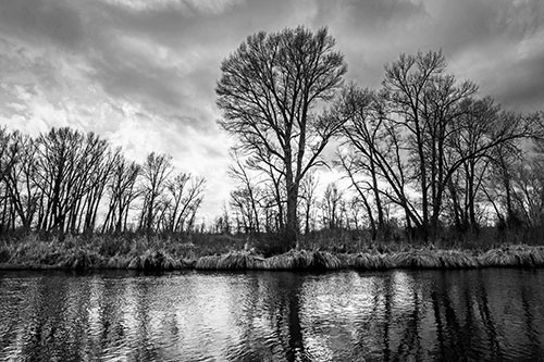 Leafless Trees Cast Reflections Along River Water (Gray Photo)