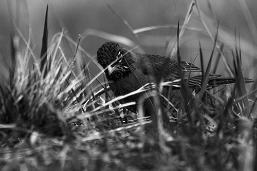 Leaning American Robin Spots Intruder Among Grass (Gray Photo)