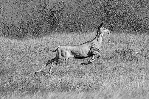Leaping Mule Deer Running Across Grassland (Gray)
