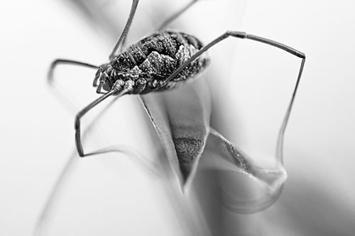 Leg Dangling Harvestmen Spider Sits Atop Leaf Petal (Gray Photo)