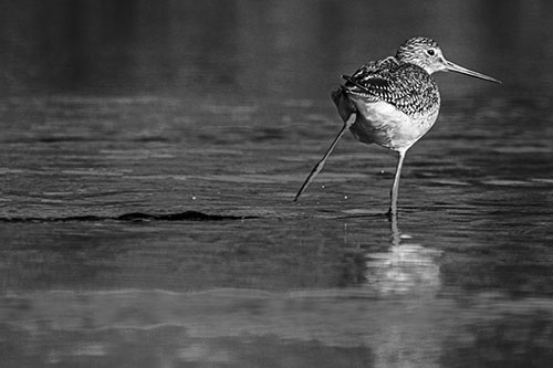 Leg Kicking Greater Yellowlegs Splashing Droplets (Gray Photo)