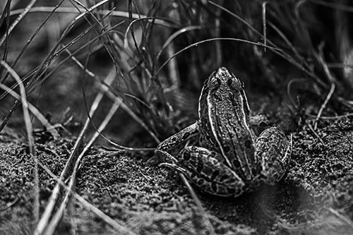 Leopard Frog Sitting Among Twisting Grass (Gray Photo)