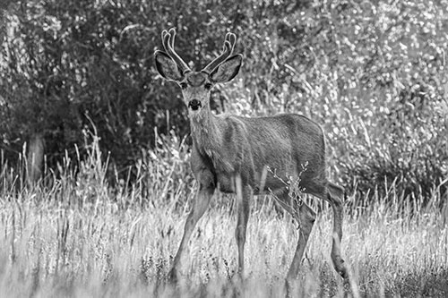 Lone Mule Deer Roaming Among Grass (Gray)