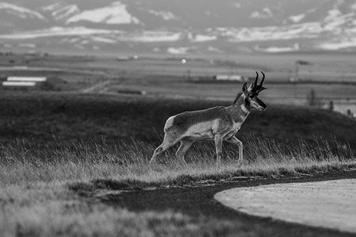 Lone Pronghorn Wanders Up Grassy Hillside (Gray Photo)