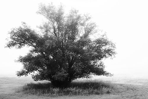 Lone Tree Standing Among Fog (Gray Photo)