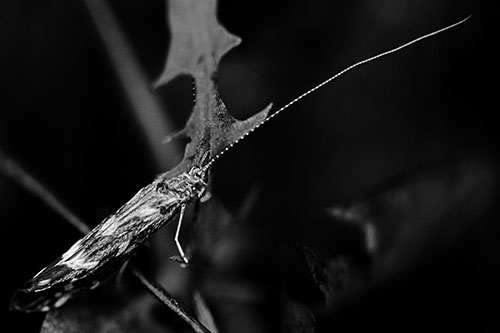 Long Antenna Leaf Blotch Miner Moth Sitting Atop Plant (Gray Photo)