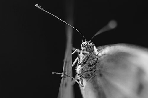 Long Antenna Wood White Butterfly Grasping Grass Blade (Gray Photo)