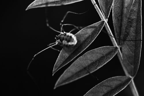 Long Legged Harvestmen Spider Clinging Onto Leaf Petal (Gray Photo)