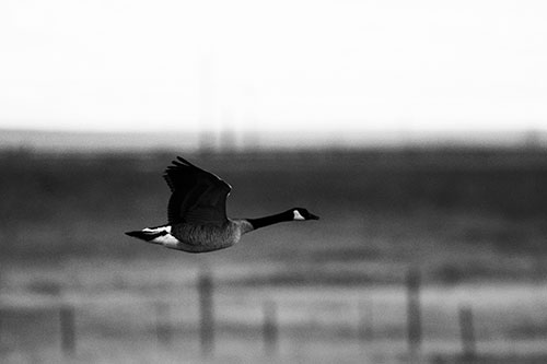 Low Flying Canadian Goose (Gray Photo)