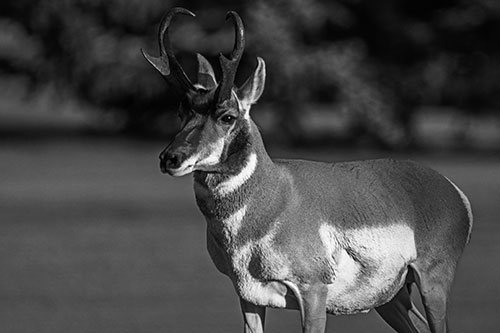 Male Pronghorn Keeping Watch Over Herd (Gray Photo)