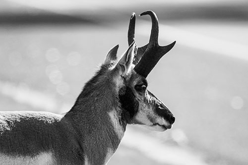 Male Pronghorn Looking Across Roadway (Gray Photo)