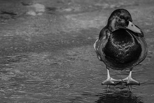 Mallard Duck Enjoying Sunshine Among Icy River Water (Gray Photo)