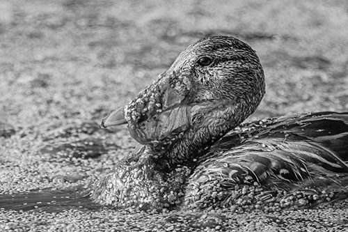 Mallard Duck Entangled In Algae (Gray)
