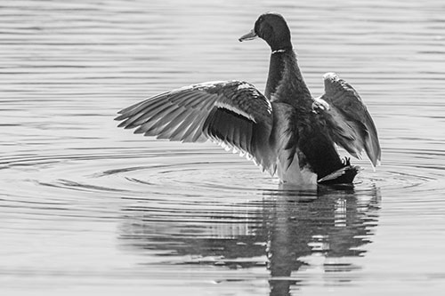 Mallard Duck Flaps Illuminated Wings Among Lake (Gray)
