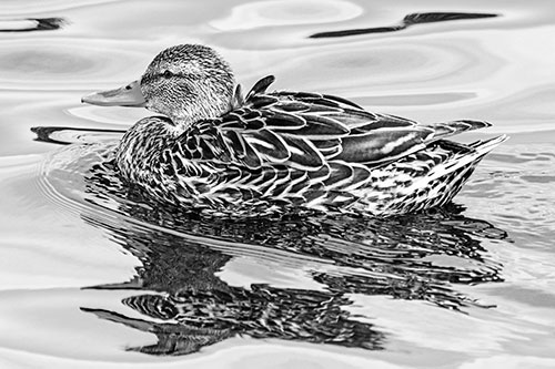 Mallard Duck Floats Among Swirling Water (Gray)