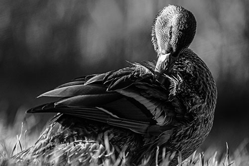 Mallard Duck Grooming Feathered Back (Gray Photo)