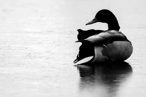 Mallard Duck Resting Atop Ice Frozen Lake (Gray Photo)
