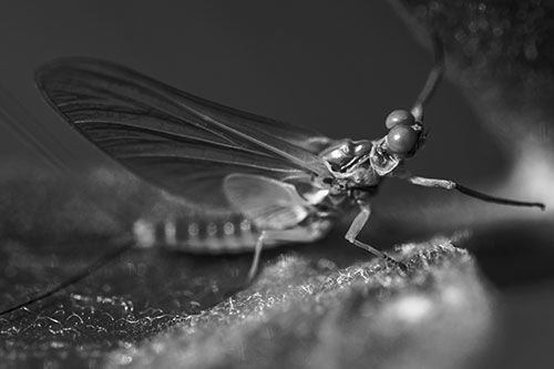 Mayfly Reaches Towards Plant Stem (Gray)