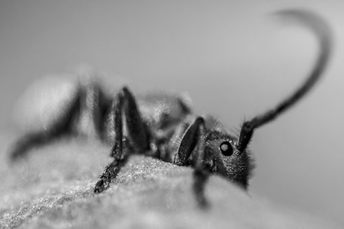 Milkweed Beetle Hiding Behind Leaf Petal (Gray)