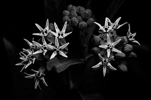 Milkweed Flower Buds Blossoming (Gray Photo)