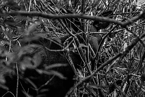Moose Hidden Behind Tree Branches (Gray Photo)