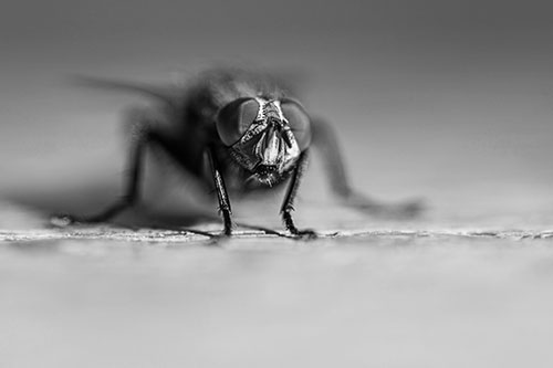 Morbid Open Mouthed Cluster Fly (Gray Photo)