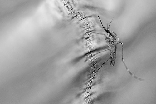Mosquito Stretches Leg Among Wood (Gray)
