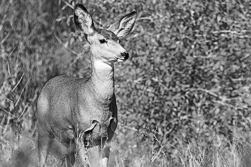 Mule Deer Gazes Across Landscape Horizon (Gray)