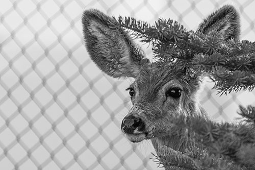 Mule Deer Peeking Head Around Pine Tree (Gray Photo)