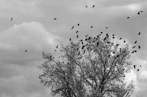 Murder Of Crows Swarm Autumn Tree (Gray)