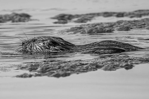 Muskrat Swimming Among Floating Algae (Gray)