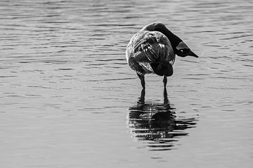 Neck Contorting Canadian Goose Grooming Among Shallow Water (Gray)