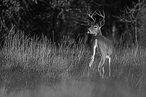 Neck Twisting White Tailed Deer Glancing Back Among Grass (Gray)