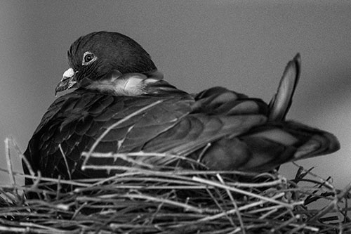 Nesting Pigeon Keeping Watch (Gray Photo)