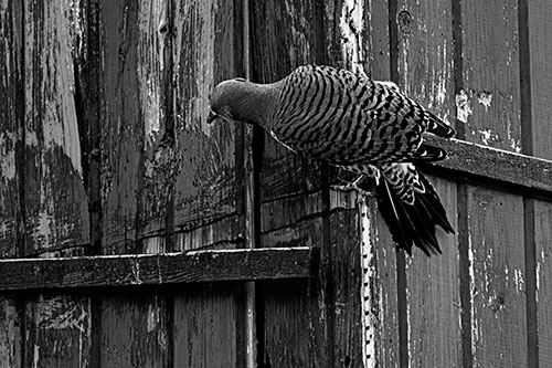 Northern Flicker Woodpecker Climbing Across Birdhouse (Gray Photo)