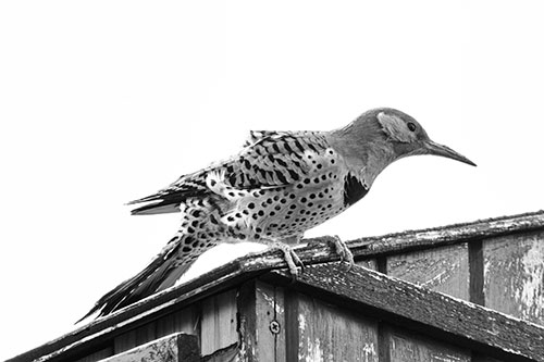 Northern Flicker Woodpecker Crouching Atop Birdhouse (Gray)