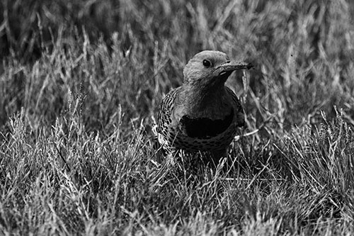 Northern Flicker Woodpecker Digging Up Dirt (Gray)