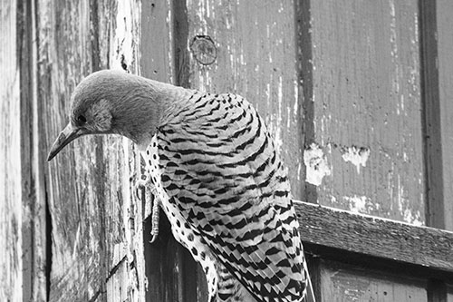 Northern Flicker Woodpecker Peeking Around Birdhouse (Gray Photo)