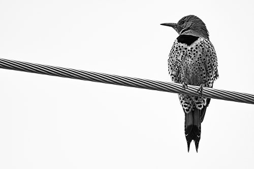 Northern Flicker Woodpecker Perched Atop Steel Wire (Gray Photo)