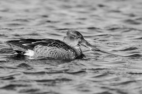 Northern Shoveler Duck Enjoying Lake Swim (Gray Photo)