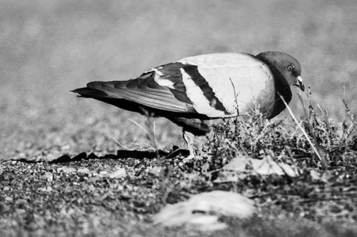 Observant Pigeon Scouring Among Dead Plants (Gray)