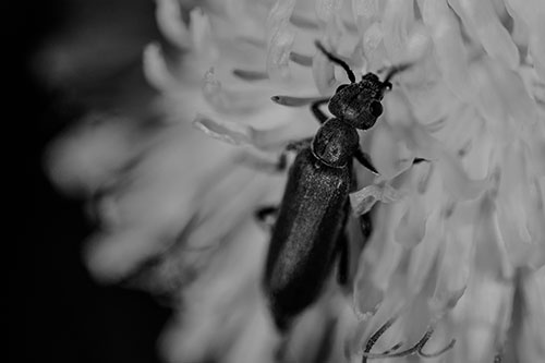 Oedemera Beetle Feasting Among Dandelion (Gray)