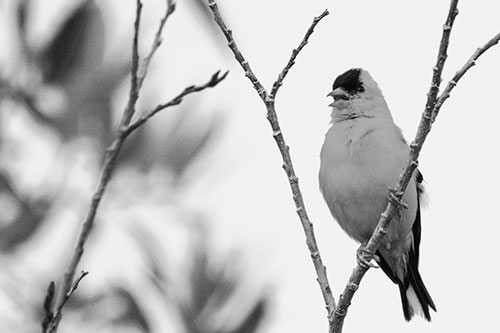 Open Mouthed American Goldfinch Standing On Tree Branch (Gray Photo)