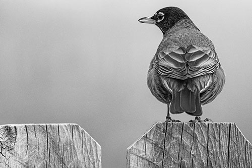 Open Mouthed American Robin Looking Sideways Atop Wooden Fence (Gray Photo)