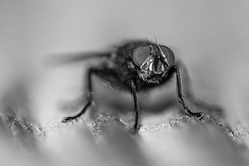 Open Mouthed Cluster Fly Shocked With Fear (Gray)
