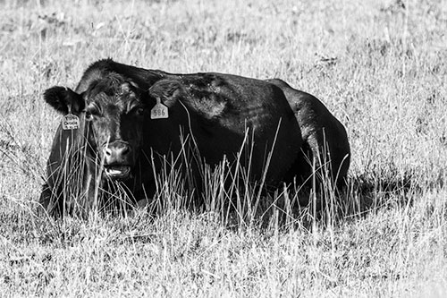 Open Mouthed Cow Resting On Grass (Gray Photo)