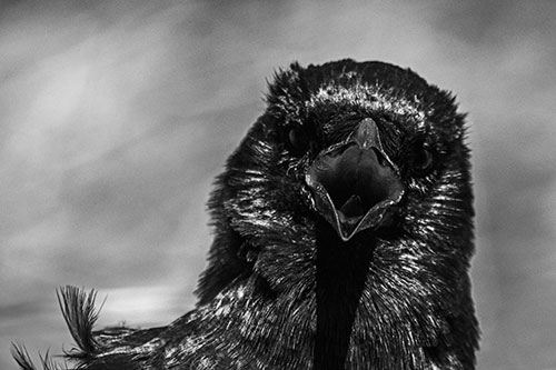 Open Mouthed Crow Screaming Among Wind (Gray Photo)