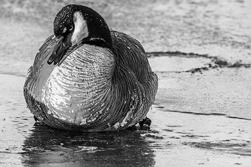 Open Mouthed Goose Laying Atop Ice Frozen River (Gray Photo)